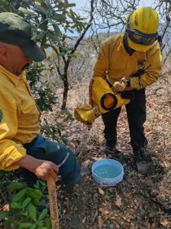 Bomberos de Guanajuato en la lucha contra incendios forestales