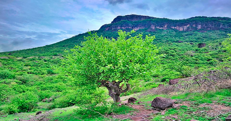el copalillo, árbol nativo de México, puede ser una solución para combatir el calor y la sequía en Guanajuato