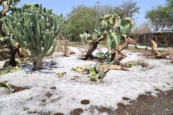 Dolores hidalgo: un oasis en la tormenta de la ola de calor en Guanajuato
