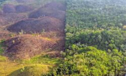 Deforestación Tren Maya carga