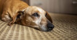 Sancionar maltrato animal Guanajuato