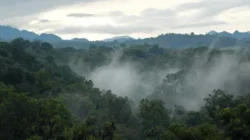 Guardianas del bosque