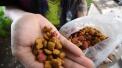 Croquetón Estatal 2025 Guanajuato