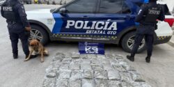 perro k9 detecta marihuana frituras