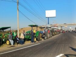 Precio maíz Guanajuato