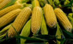 apoyo a productores de maíz