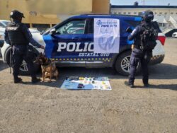 Perros policía frustran envío drogas