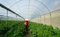 Apoyo al campo en Guanajuato